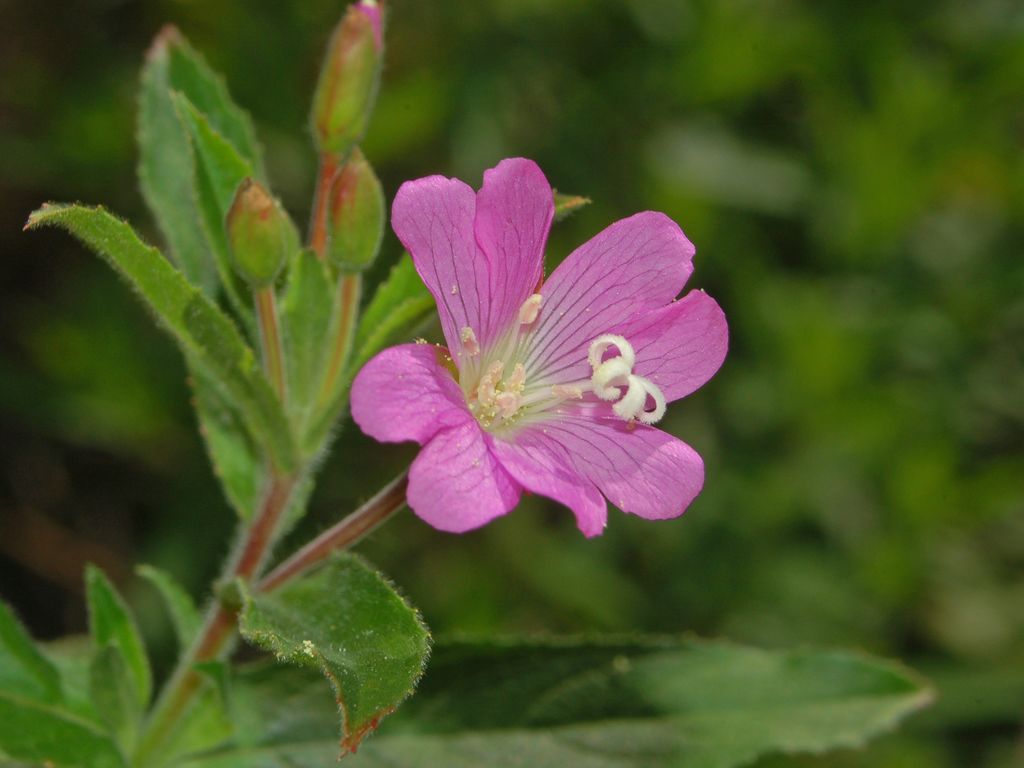 Dei bei fiori rosa - Epilobium hirsutum